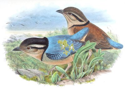 Pitta caerulea = Hydrornis caeruleus by John Gould